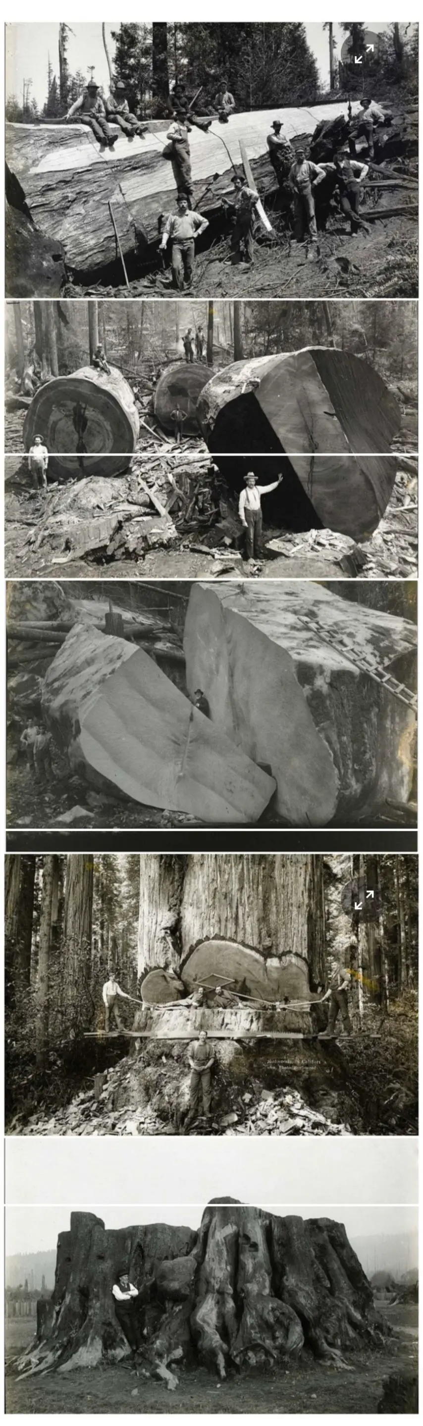 20세기 초 벌목한 나무크기. | mbong.kr 엠봉