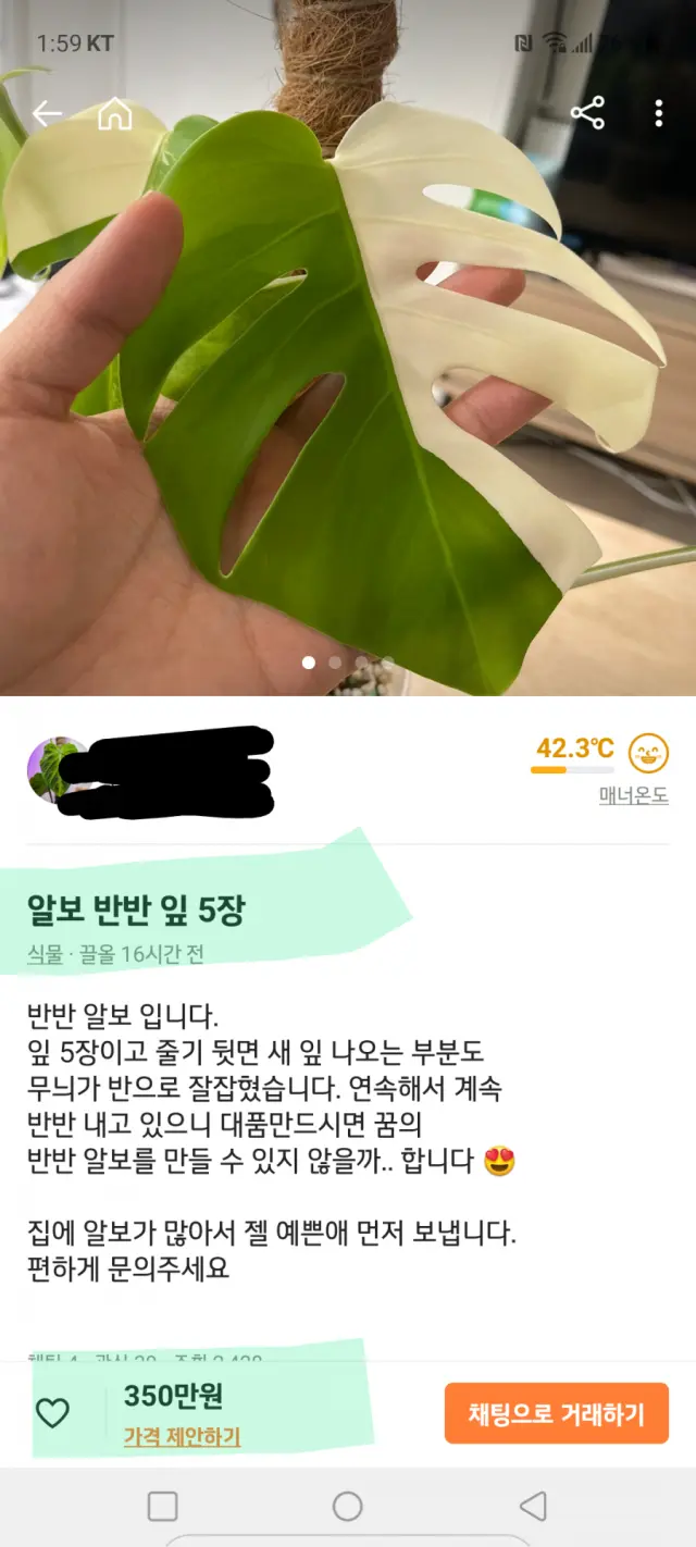 나뭇잎 5장에 350만원 | mbong.kr 엠봉
