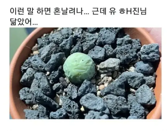한층 유해진 식물 | mbong.kr 엠봉