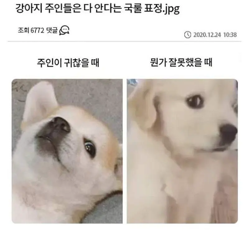 강아지 표정 국롤ㅋㅋ | mbong.kr 엠봉