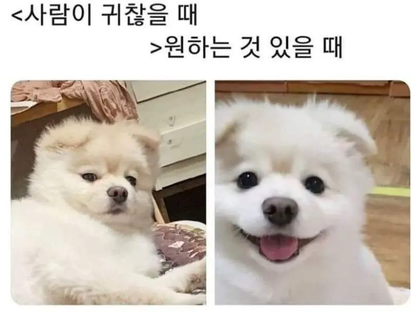 강아지 표정 국롤ㅋㅋ | mbong.kr 엠봉