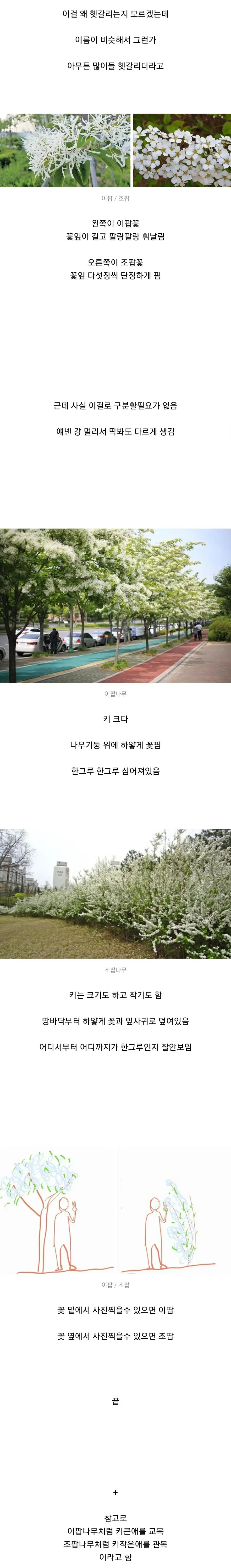 이팝나무 vs 조팝나무 쉬운구분법 | mbong.kr 엠봉