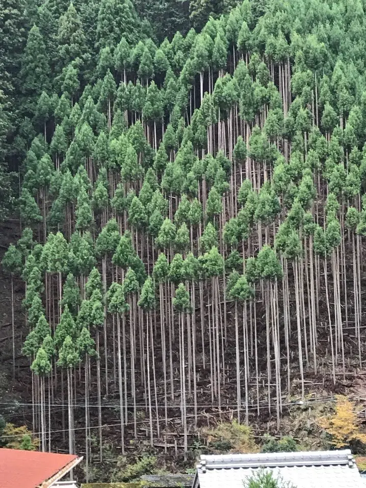 일본에서 삼나무를 재배하는 특이한 방법 | mbong.kr 엠봉