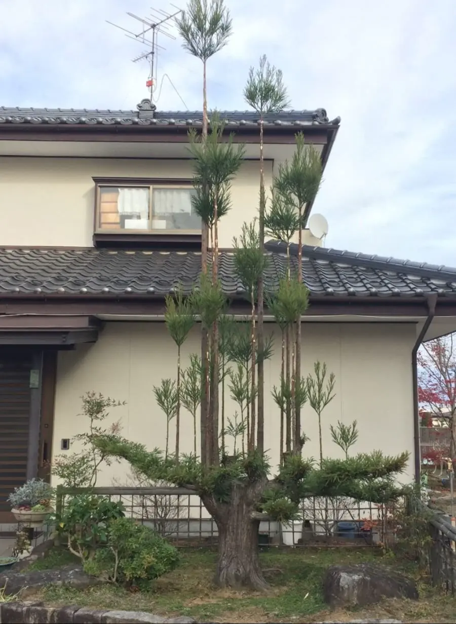 일본에서 삼나무를 재배하는 특이한 방법 | mbong.kr 엠봉