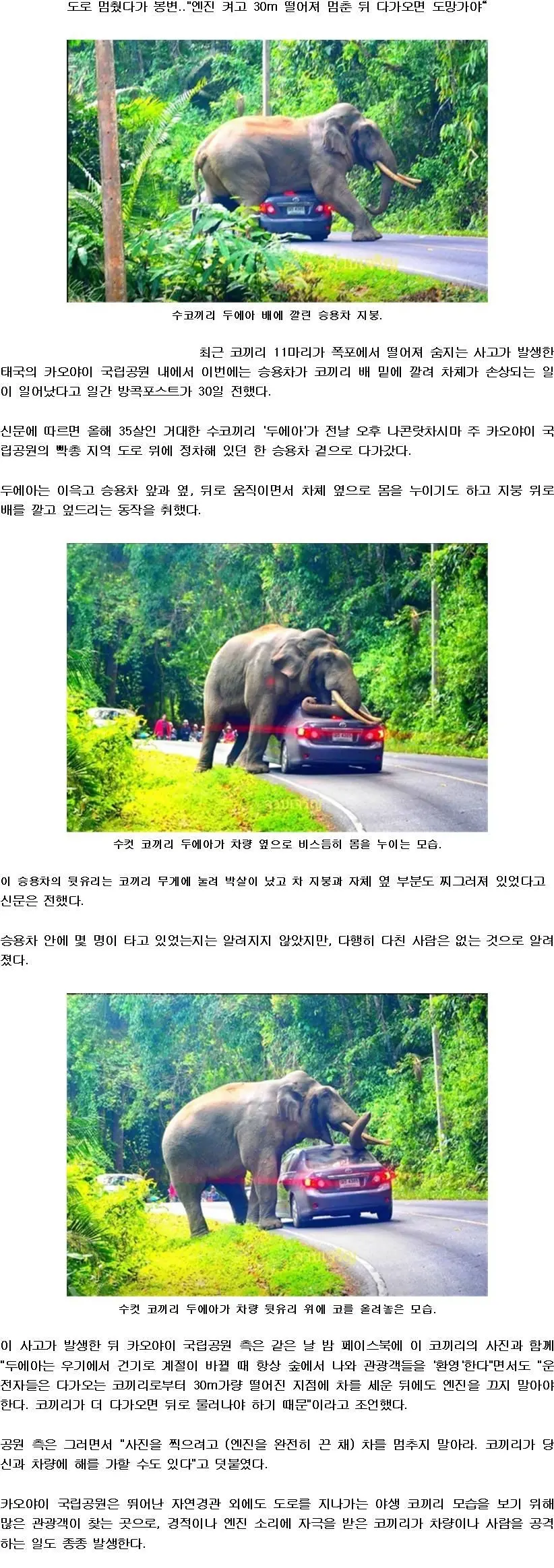 태국 국립공원 코끼리. | mbong.kr 엠봉