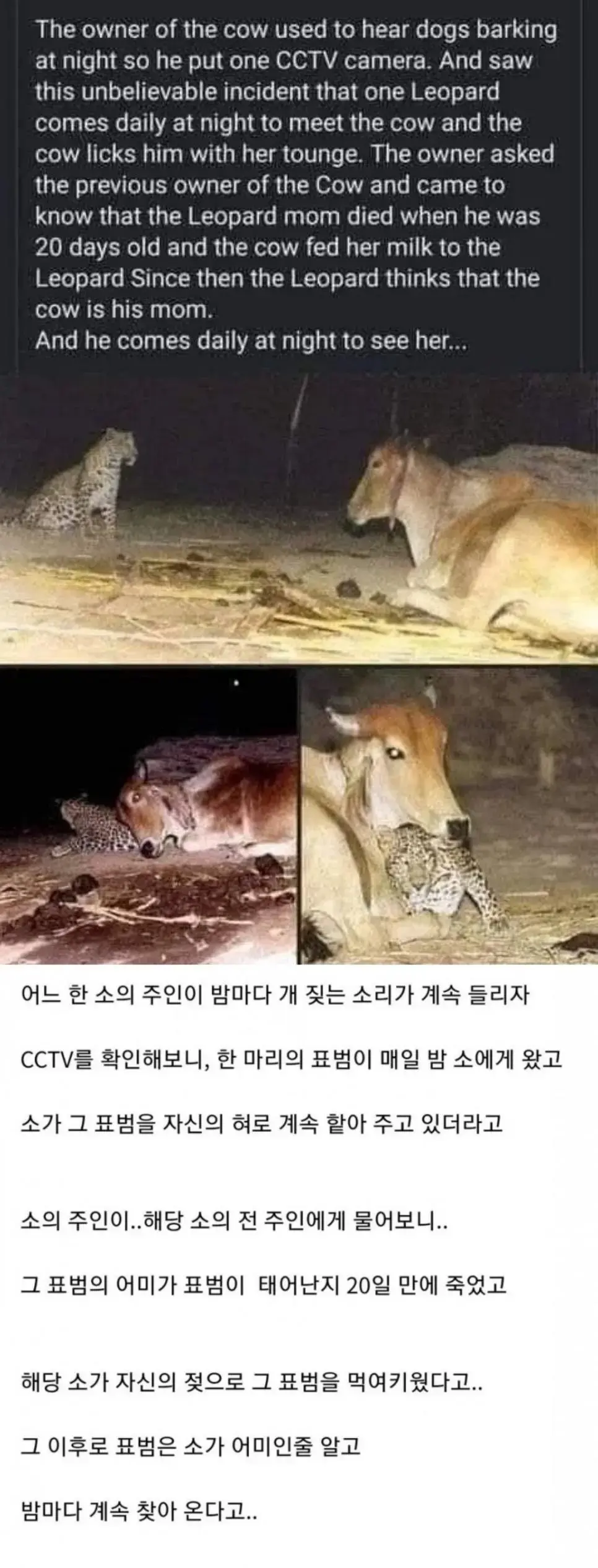 매일밤 소를 찾아오는 표범 | mbong.kr 엠봉