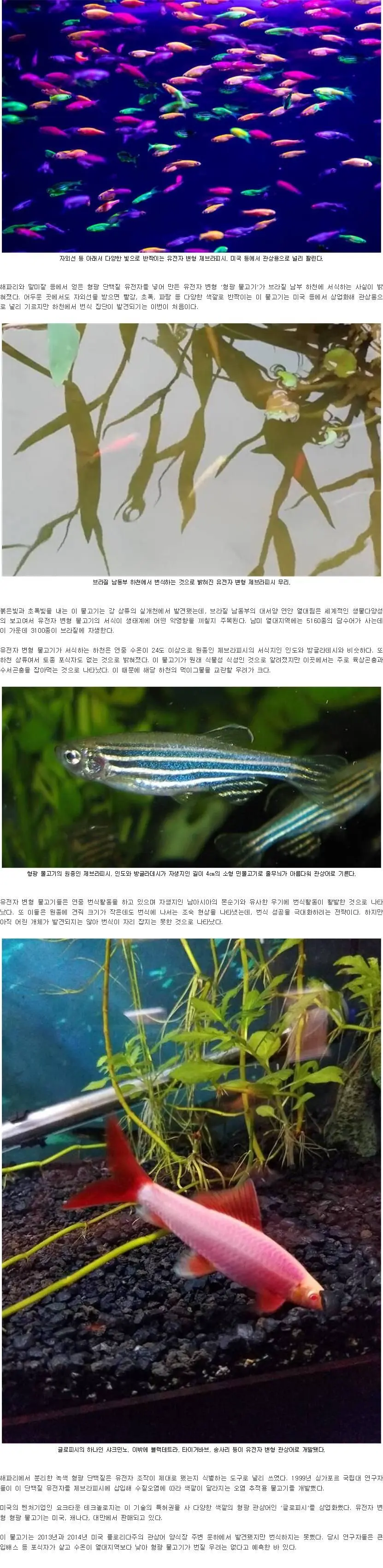 브라질 하천에 침입한 유전자 변형 형광 물고기. | mbong.kr 엠봉