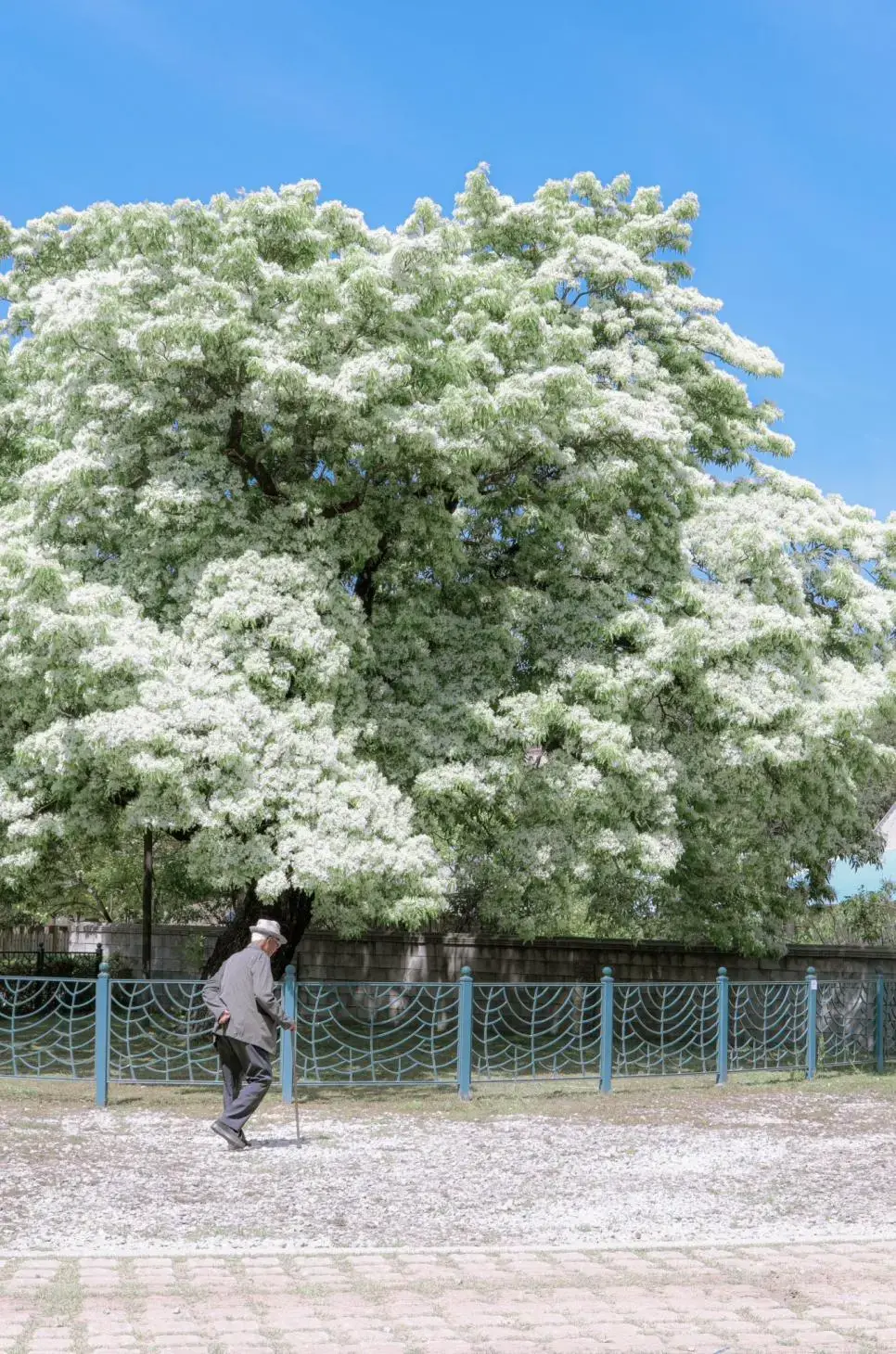 250년 된 이팝나무 꽃핀 모습 | mbong.kr 엠봉
