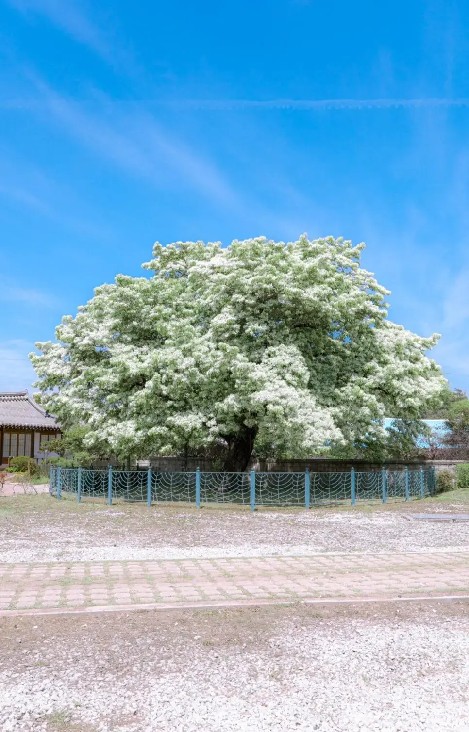 250년 된 이팝나무 꽃핀 모습 | mbong.kr 엠봉
