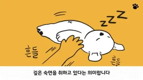 댕댕이 수면 자세 이유.jpg | mbong.kr 엠봉