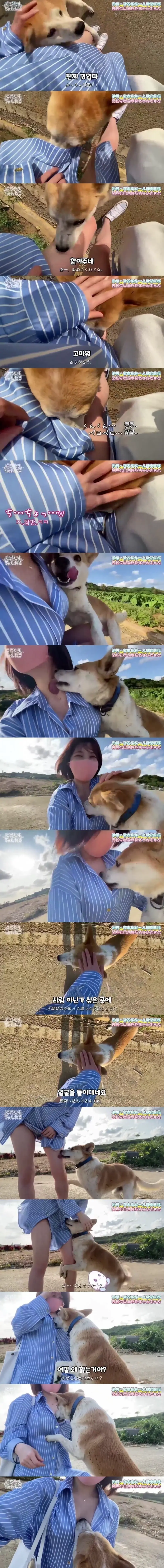 여자 핥는 거 좋아하는 강아지 | mbong.kr 엠봉