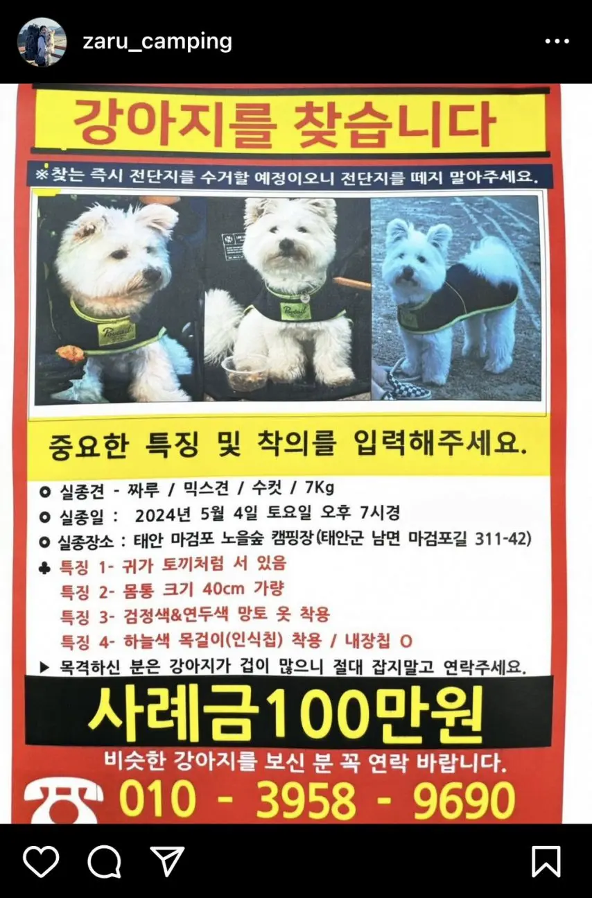 유튜브 짜루캠핑의 강아지 ‘짜루’ 실종 | mbong.kr 엠봉