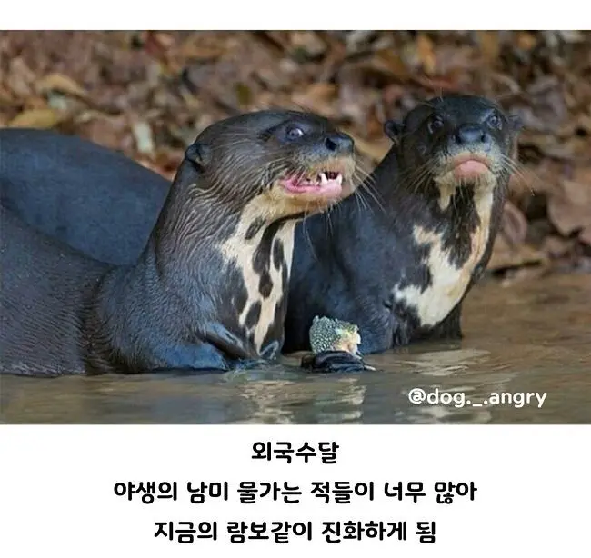 한국 수달과 외국 수달 | mbong.kr 엠봉