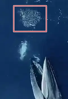 희귀한 장면--거대한 고래.mp4 | mbong.kr 엠봉