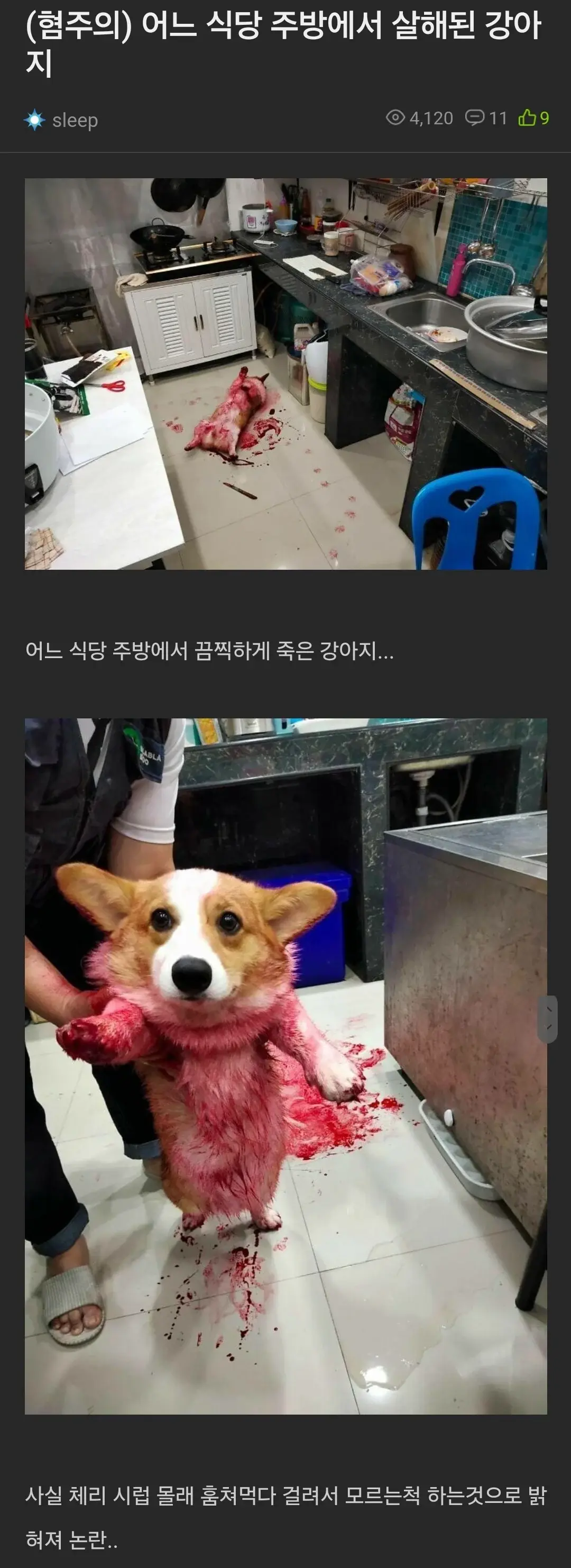 혐주의) 식당 주방에서 살해된 강아지 | mbong.kr 엠봉