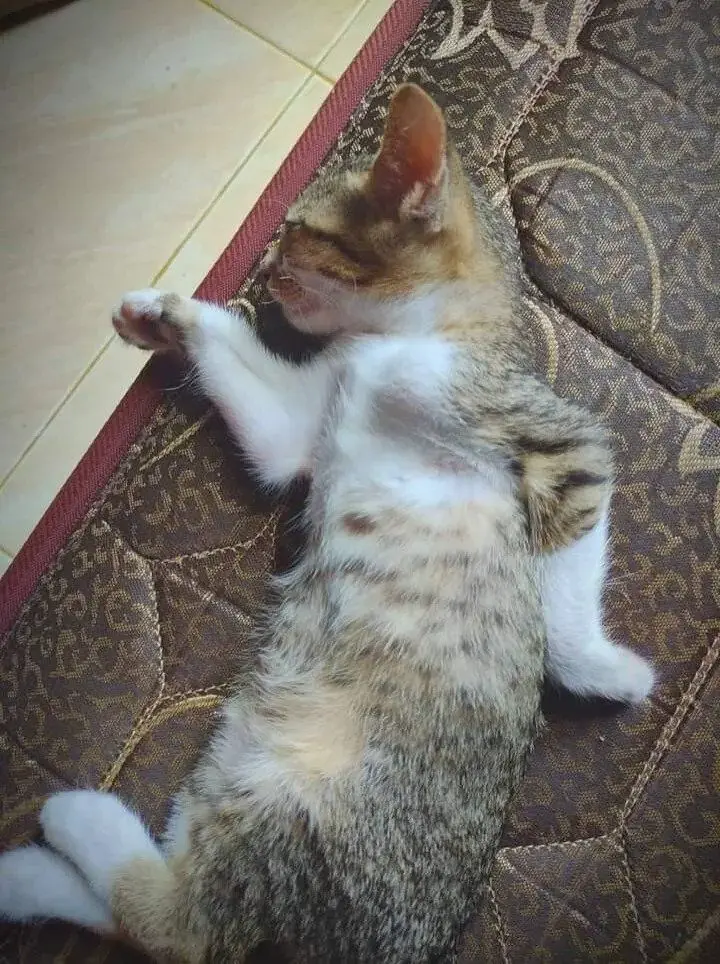 매우 이집트적으로 자는 고양이 | mbong.kr 엠봉