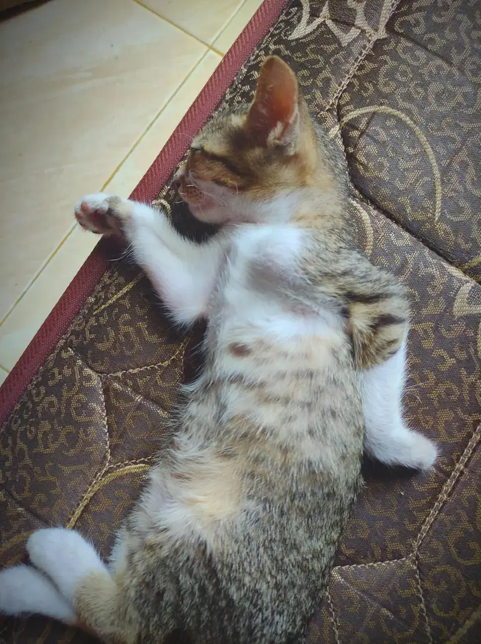 이집트 벽화처럼 자는 고양이 | mbong.kr 엠봉