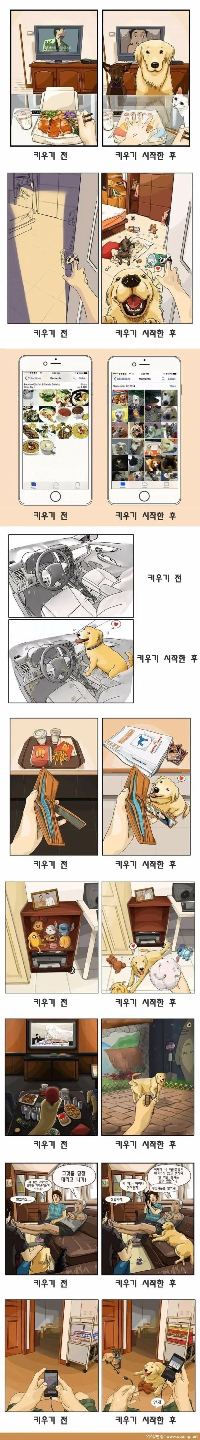 반려동물 키우기 전과 후 | mbong.kr 엠봉