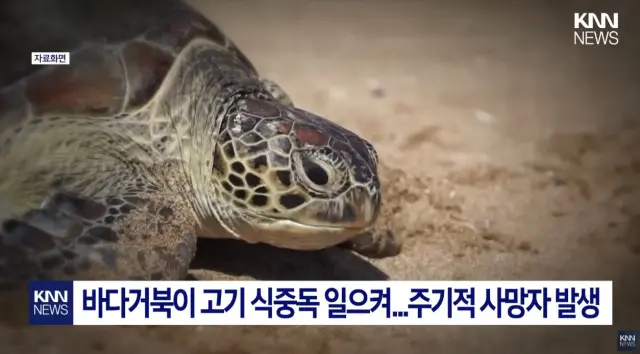 바다거북의 복수 | mbong.kr 엠봉