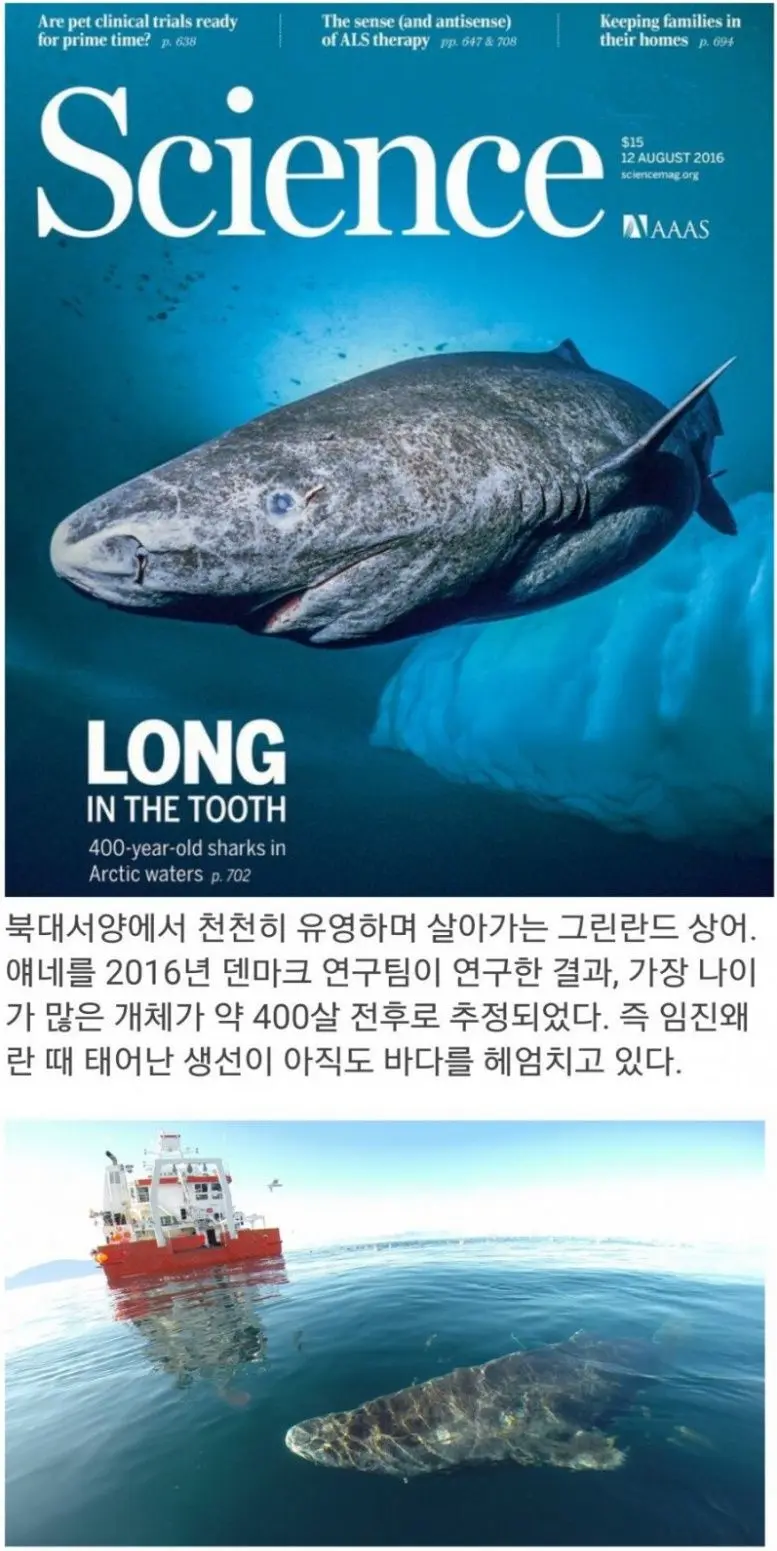 임진왜란 때 태어난 생선. | mbong.kr 엠봉