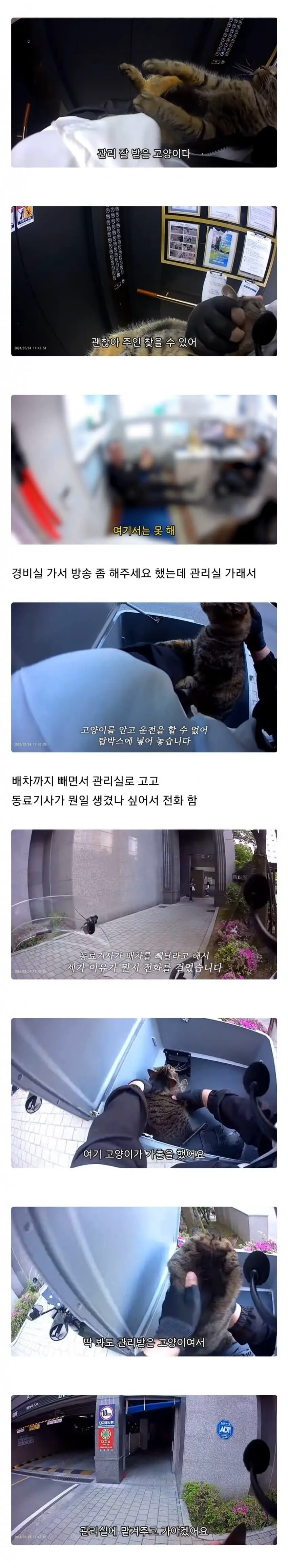 가출한 고양이를 만난 배달기사의 행동.jpg | mbong.kr 엠봉