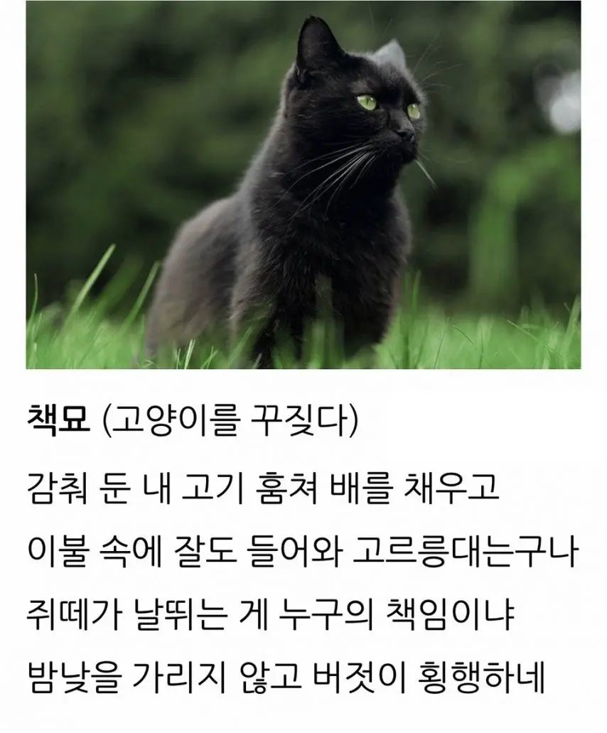 고려시대 문인의 고양이 평가.jpg | mbong.kr 엠봉