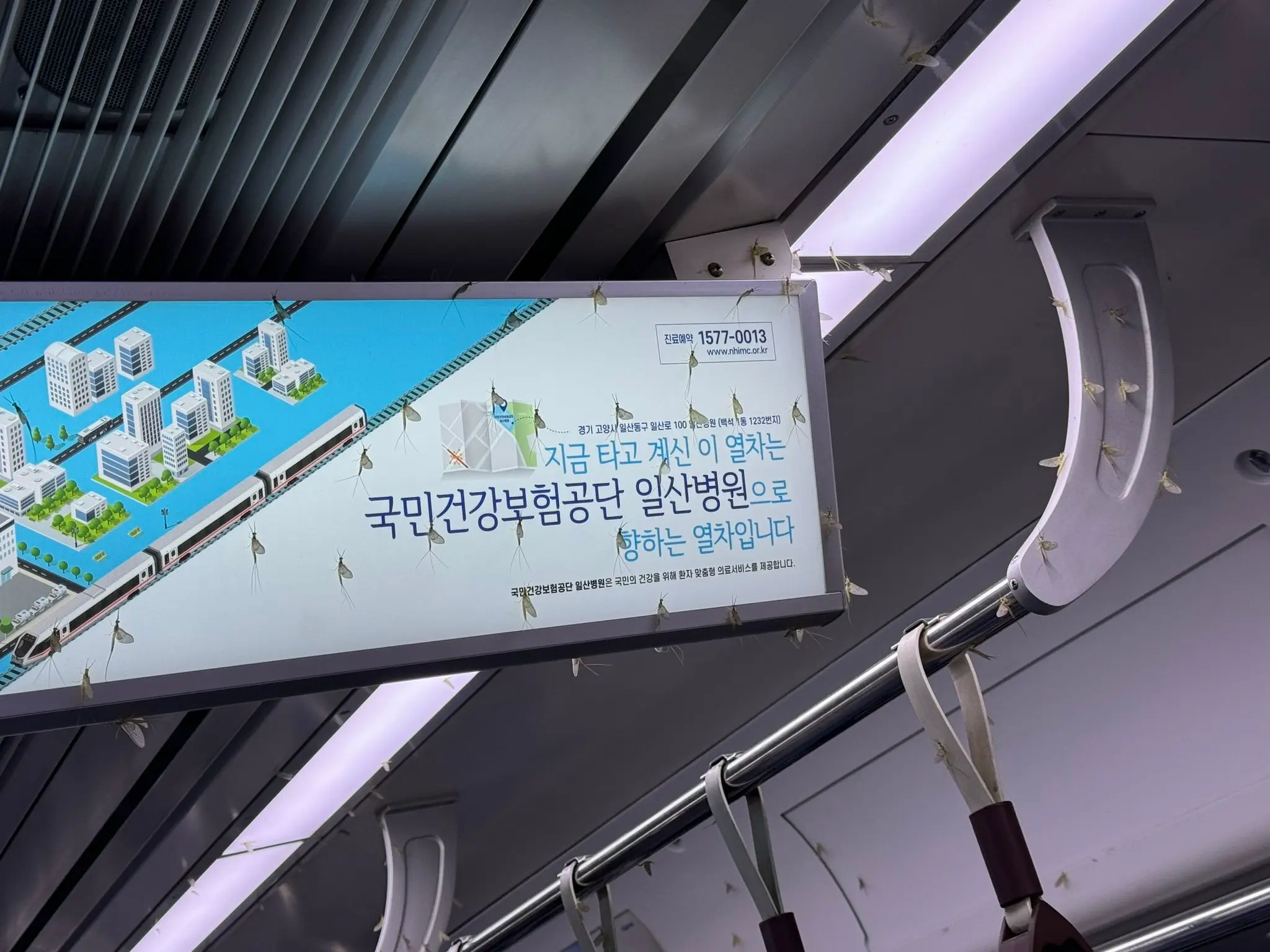 한강이 깨끗해져서 서울 지하철에 출몰 중인 벌레 | mbong.kr 엠봉