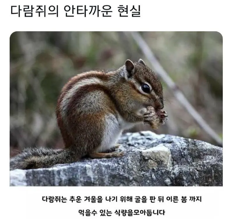 다람쥐의 안타까운 현실.jpg | mbong.kr 엠봉