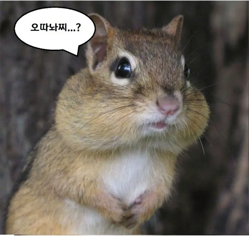 다람쥐의 안타까운 현실.jpg | mbong.kr 엠봉