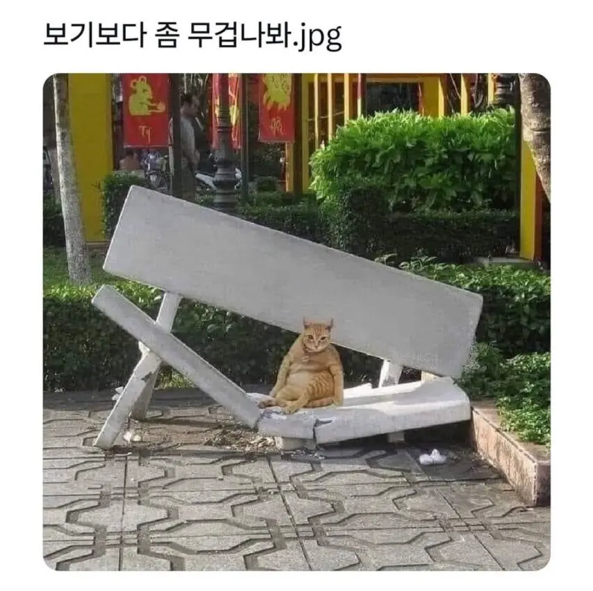 무거워서 의자를 무너뜨린 고양이 | mbong.kr 엠봉