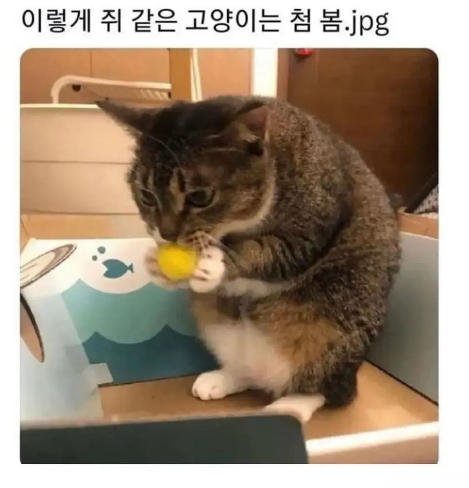 먼가 잘못된 고양이 | mbong.kr 엠봉