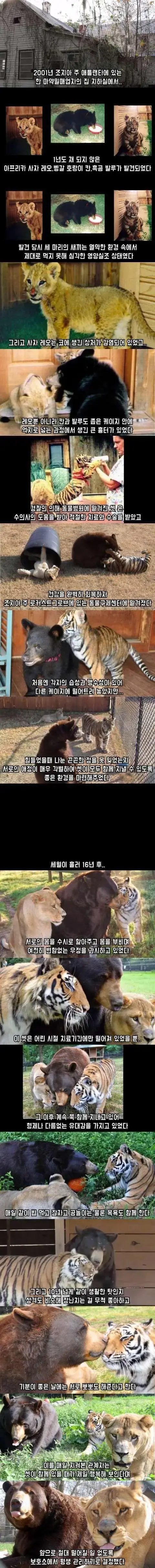 곰, 사자, 호랑이를 한우리에 키운 결과.jpg | mbong.kr 엠봉