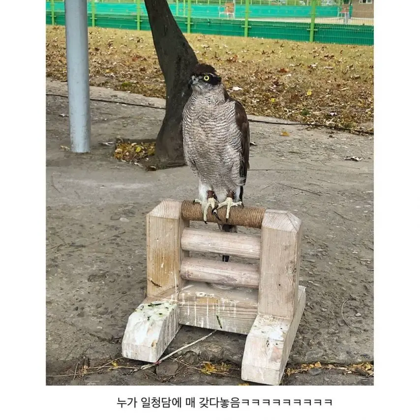 진짜 살아있는 매를 본 비둘기들 | mbong.kr 엠봉
