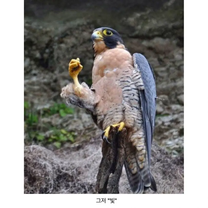 진짜 살아있는 매를 본 비둘기들 | mbong.kr 엠봉