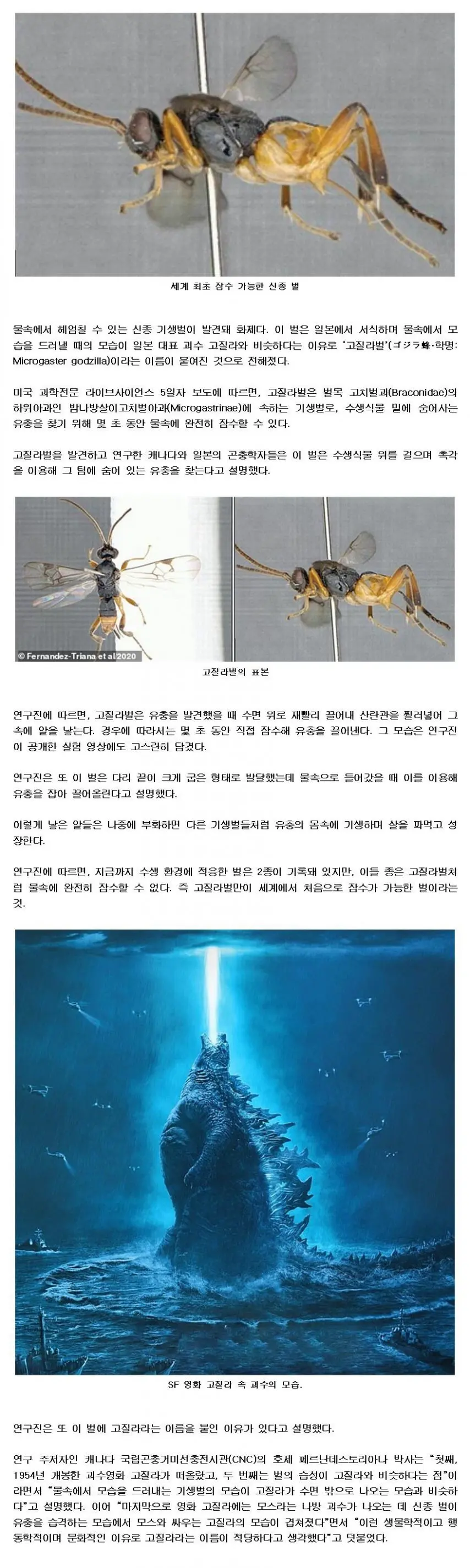 일본서 발견 된 세계 최초 잠수 가능한 신종 벌 고질라벌. | mbong.kr 엠봉