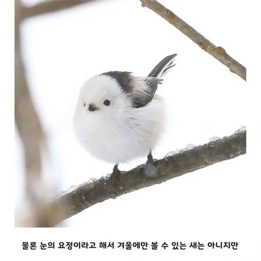 일본에서 눈의 요정이라 불리는 동물 | mbong.kr 엠봉