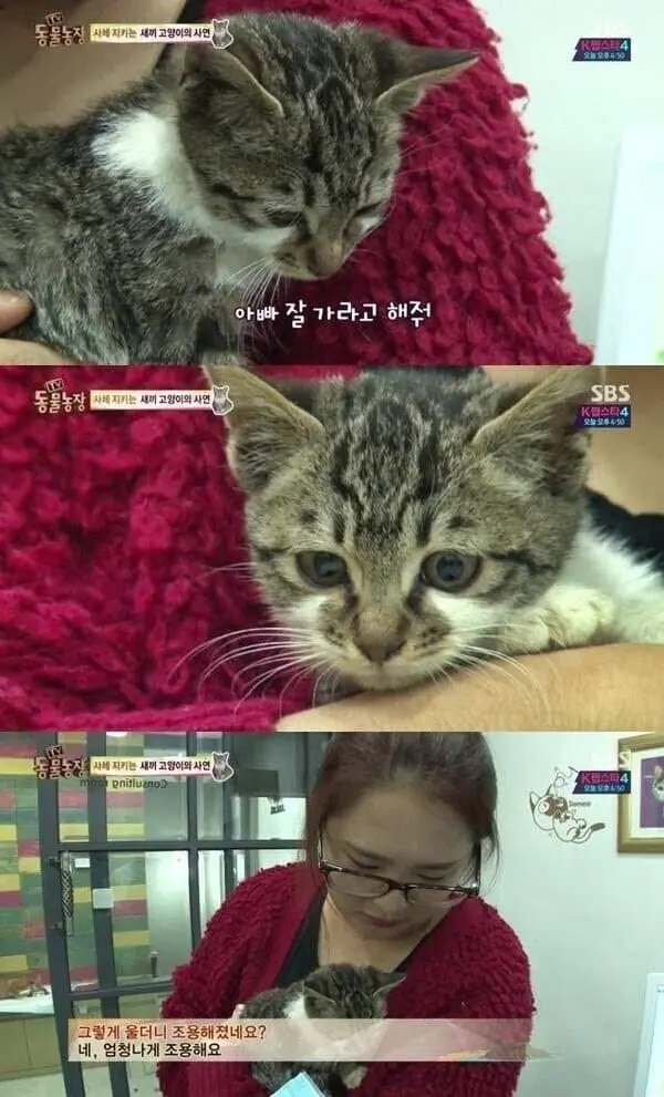괴롭힘 당하던 자신을 지켜준 아빠와 작별하는 고양이 | mbong.kr 엠봉