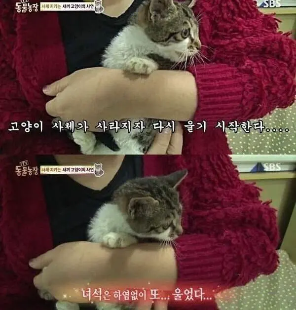 괴롭힘 당하던 자신을 지켜준 아빠와 작별하는 고양이 | mbong.kr 엠봉