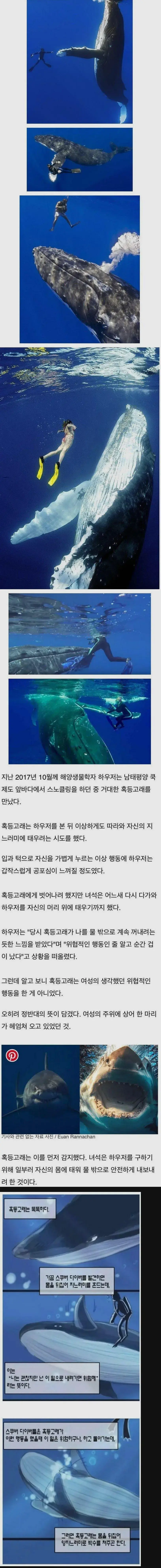 혹등고래 : 여기 위험해요! | mbong.kr 엠봉
