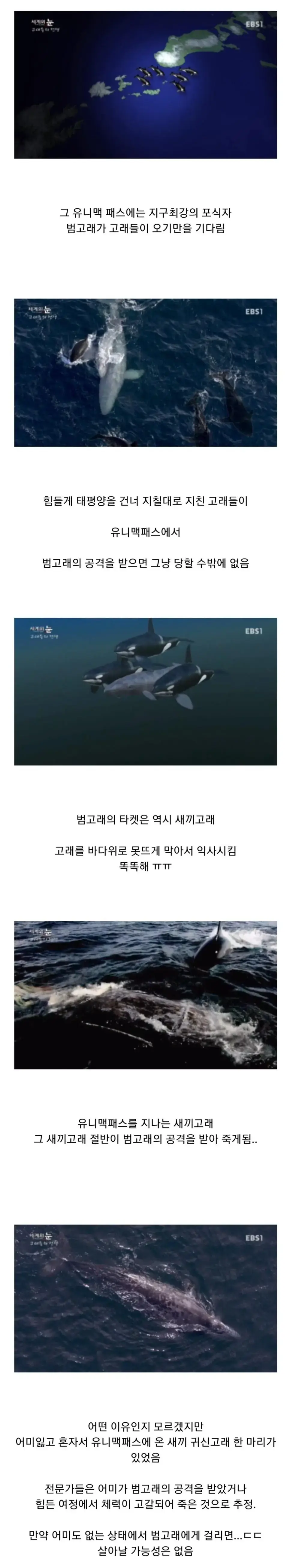 범고래 담당 일진 | mbong.kr 엠봉