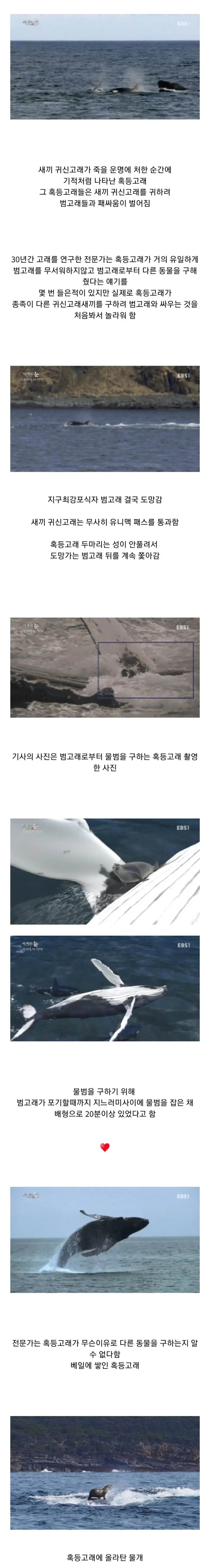 범고래 담당 일진 | mbong.kr 엠봉