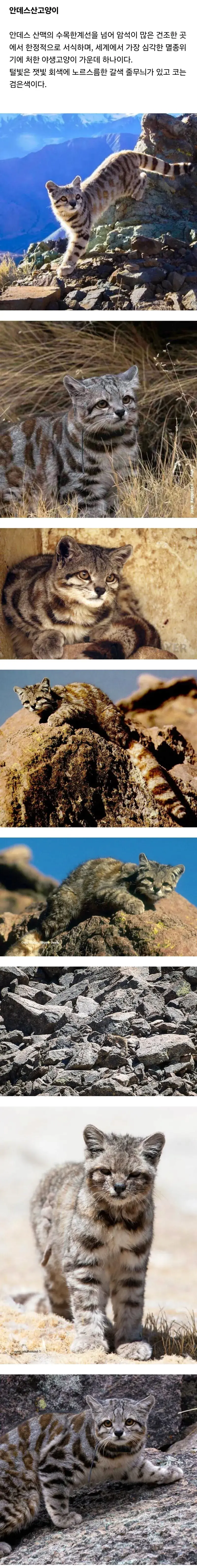전 세계에 2천여마리 밖에 안남은 멸종위기 고양이.jpg | mbong.kr 엠봉