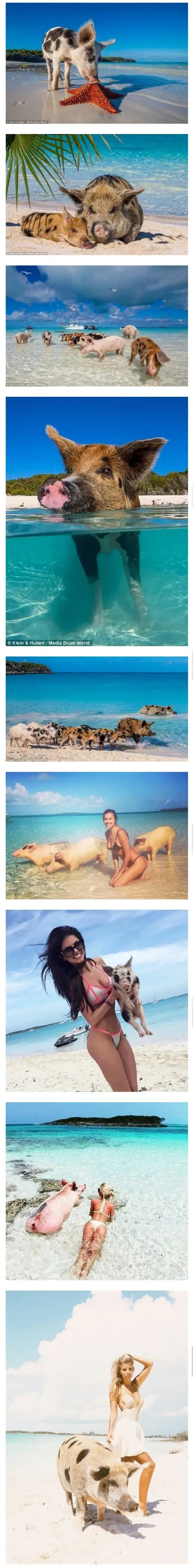 남자라면 한번쯤 가보고 싶은 바하마 돼지섬 풍경 | mbong.kr 엠봉