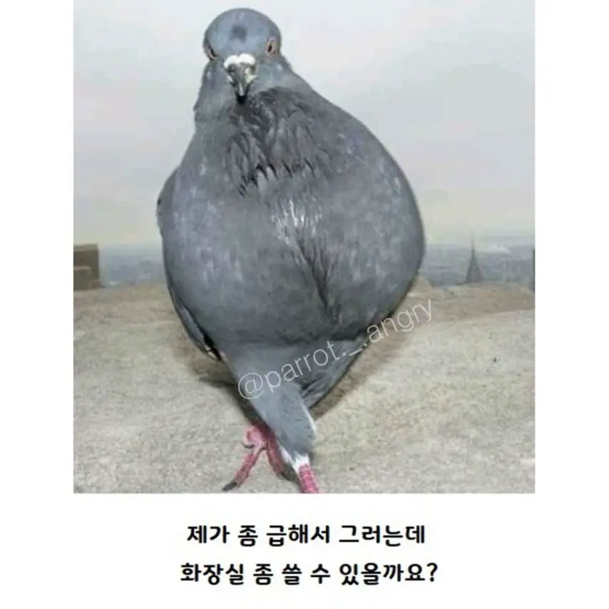 동물 제목학원 모음 | mbong.kr 엠봉