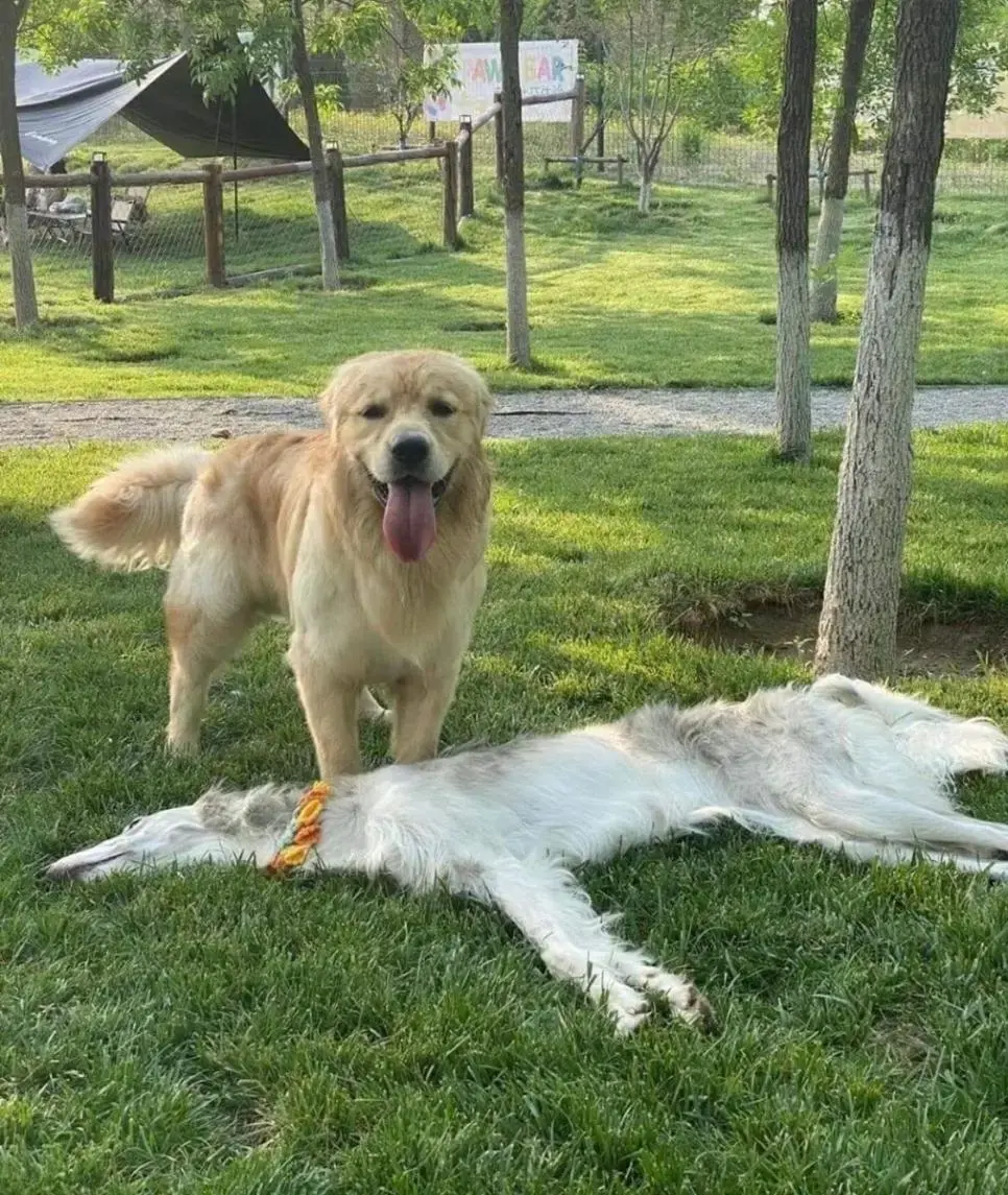 (깜놀주의) 공원에서 개 시체 발견한 댕댕이...jpg | mbong.kr 엠봉