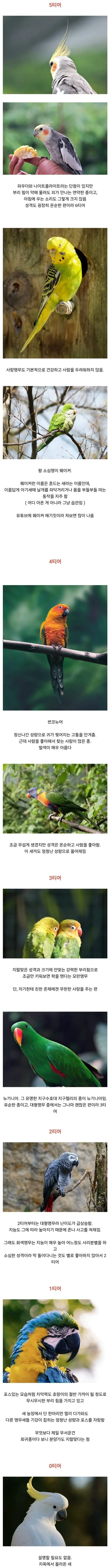 앵무새 사육 난이도 티어별.jpg | mbong.kr 엠봉