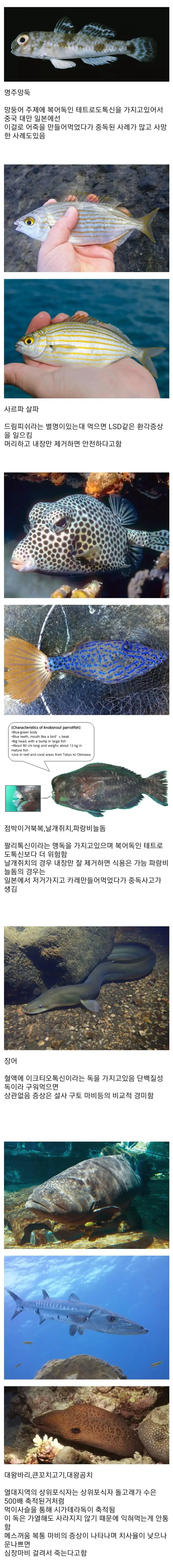실수로 잘못 먹으면 위험한 여러 생선들의 모음.jpg | mbong.kr 엠봉
