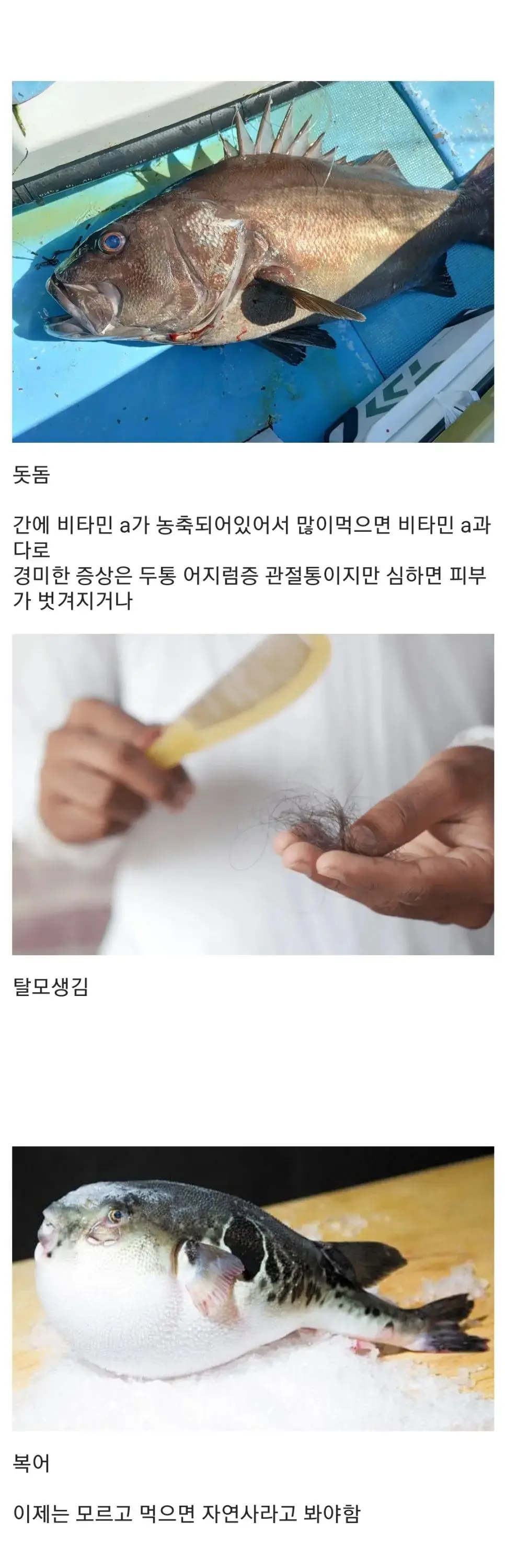 실수로 잘못 먹으면 위험한 여러 생선들의 모음.jpg | mbong.kr 엠봉