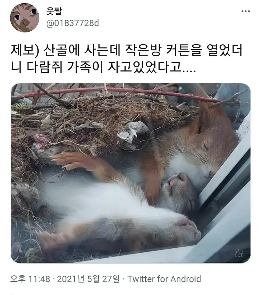 다람쥐 가족 자는 사진 | mbong.kr 엠봉