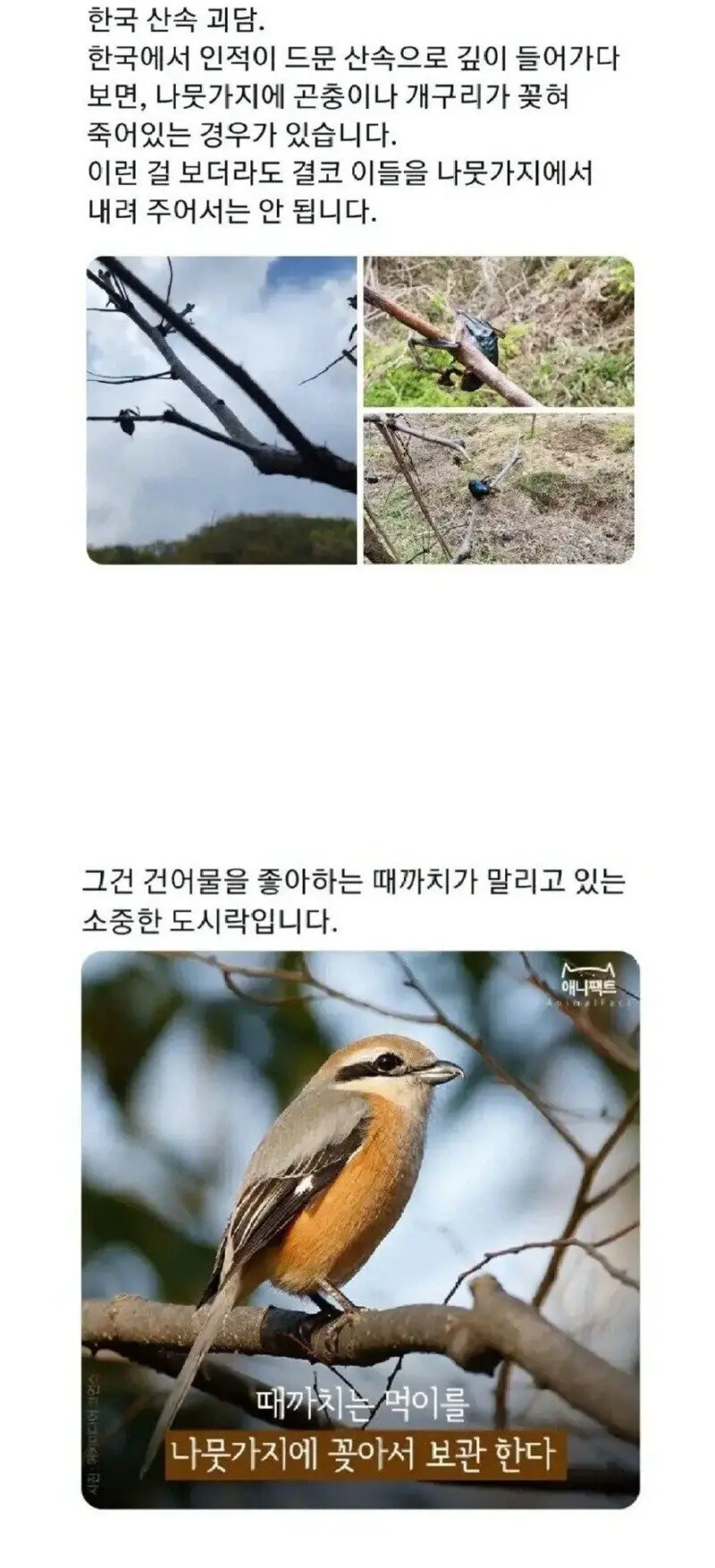 한국 산속에서 나무에 꽂힌 시체를 조심해야하는 이유 | mbong.kr 엠봉